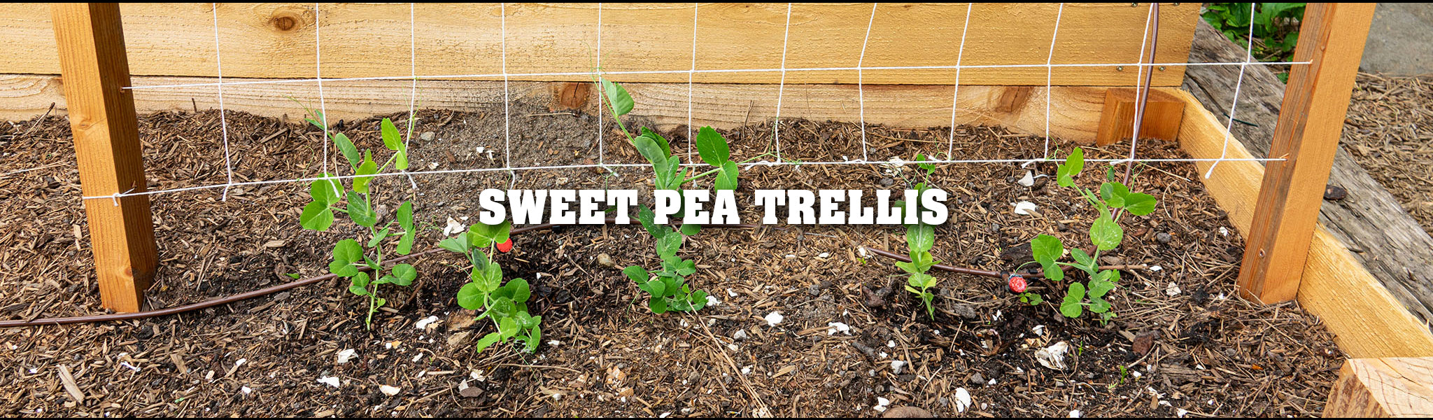 Making a Sweet Pea Trellis
