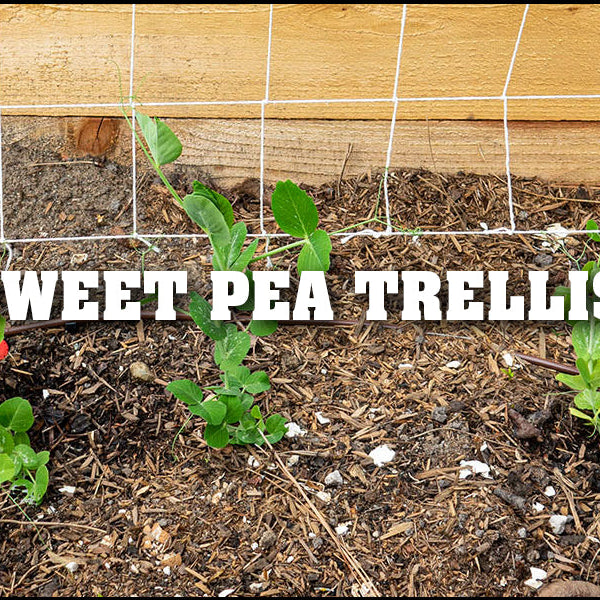 Making a Sweet Pea Trellis